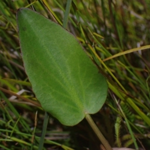 Liparophyllum exaltatum at Brunswick Heads, NSW - 3 Oct 2023