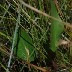 Liparophyllum exaltatum at Brunswick Heads, NSW - 3 Oct 2023