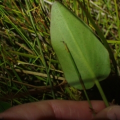 Liparophyllum exaltatum at Brunswick Heads, NSW - 3 Oct 2023