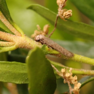 Blastobasis (genus) at Turner, ACT - 15 Oct 2023