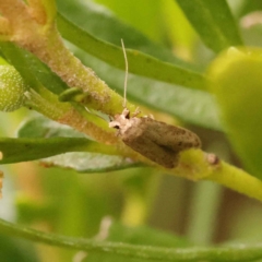 Blastobasis (genus) at Turner, ACT - 15 Oct 2023 11:34 AM