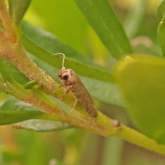 Blastobasis (genus) at Turner, ACT - 15 Oct 2023