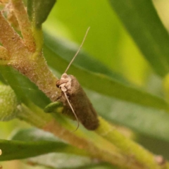 Blastobasis (genus) at Turner, ACT - 15 Oct 2023 11:34 AM