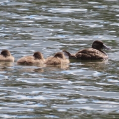 Oxyura australis (Blue-billed Duck) at Upper Stranger Pond - 16 Oct 2023 by RodDeb