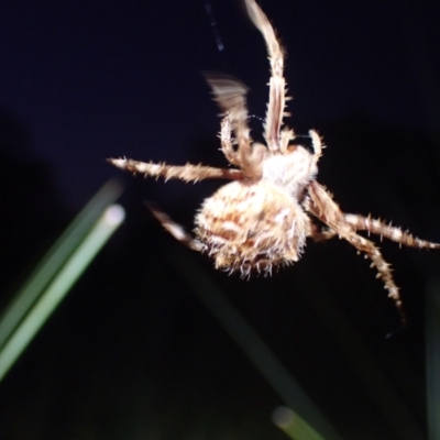Backobourkia (genus) (An orb weaver) at Brunswick Heads, NSW - 3 Oct 2023 by coddiwompler