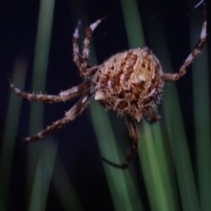 Backobourkia (genus) at Brunswick Heads, NSW - 3 Oct 2023 06:22 PM
