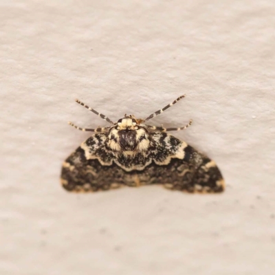 Halone sinuata (Rock Lichen Moth) at Sullivans Creek, Turner - 15 Oct 2023 by ConBoekel