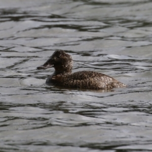 Oxyura australis at Isabella Plains, ACT - 16 Oct 2023 03:47 PM