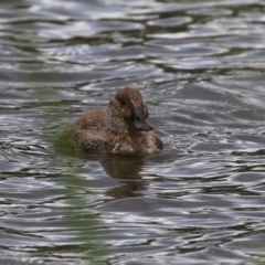 Oxyura australis at Isabella Plains, ACT - 16 Oct 2023 03:47 PM