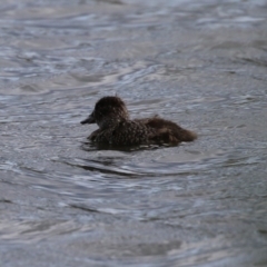 Oxyura australis at Isabella Plains, ACT - 16 Oct 2023 03:47 PM