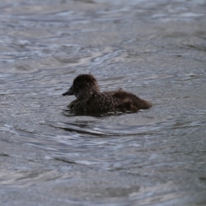 Oxyura australis at Isabella Plains, ACT - 16 Oct 2023 03:47 PM