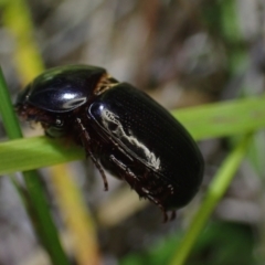 Unidentified Scarab beetle (Scarabaeidae) at Brunswick Heads, NSW - 3 Oct 2023 by coddiwompler