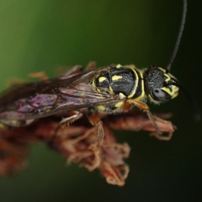 Unidentified Flower wasp (Scoliidae or Tiphiidae) at Brunswick Heads, NSW - 3 Oct 2023 by coddiwompler