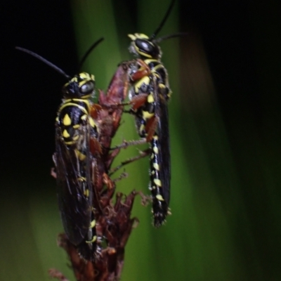 Unidentified Flower wasp (Scoliidae or Tiphiidae) at Brunswick Heads, NSW - 3 Oct 2023 by coddiwompler