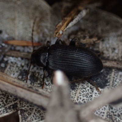 Unidentified Darkling beetle (Tenebrionidae) at Brunswick Heads, NSW - 3 Oct 2023 by coddiwompler