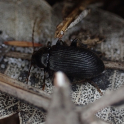 Alleculinae sp. (Subfamily) at Brunswick Heads, NSW - 3 Oct 2023 by coddiwompler