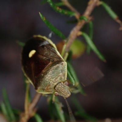 Unidentified Shield, Stink or Jewel Bug (Pentatomoidea) at Wallum - 3 Oct 2023 by coddiwompler