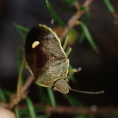 Ocirrhoe australis at Brunswick Heads, NSW - 3 Oct 2023 06:44 PM