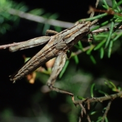 Catantopini sp. (tribe) at Brunswick Heads, NSW - 3 Oct 2023 by coddiwompler