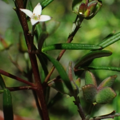 Zieria laevigata (Smooth Zieria, Smooth-leaved Zieria, Twiggy Midge Bush) at Wallum - 3 Oct 2023 by coddiwompler