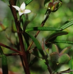 Zieria laevigata (Smooth Zieria, Smooth-leaved Zieria, Twiggy Midge Bush) at Brunswick Heads, NSW - 3 Oct 2023 by coddiwompler
