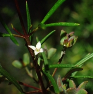 Zieria laevigata at Brunswick Heads, NSW - 3 Oct 2023