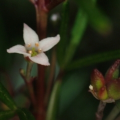 Zieria laevigata at Brunswick Heads, NSW - 3 Oct 2023