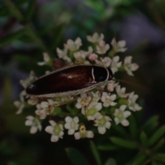 Johnrehnia concisa (A native cockroach) at Wallum - 3 Oct 2023 by coddiwompler