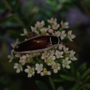 Johnrehnia concisa at Brunswick Heads, NSW - 3 Oct 2023 06:52 PM