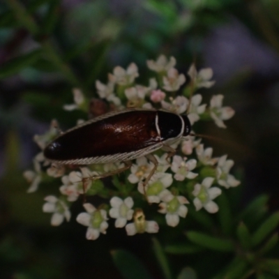 Johnrehnia concisa (A native cockroach) at Wallum - 3 Oct 2023 by coddiwompler