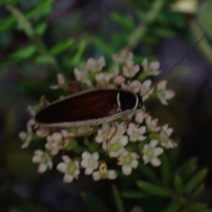 Johnrehnia concisa at Brunswick Heads, NSW - 3 Oct 2023