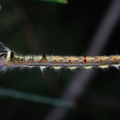 Unidentified Other moth at Brunswick Heads, NSW - 3 Oct 2023 by coddiwompler