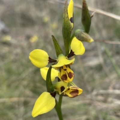 Diuris sulphurea (Tiger Orchid) at Flea Bog Flat, Bruce - 17 Oct 2023 by JVR