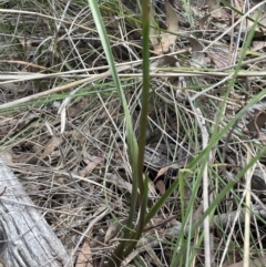 Diuris sulphurea at Bruce, ACT - suppressed