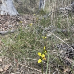 Diuris sulphurea at Bruce, ACT - suppressed