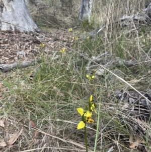 Diuris sulphurea at Bruce, ACT - suppressed