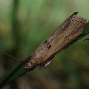 Faveria laiasalis at Brunswick Heads, NSW - 3 Oct 2023 07:04 PM