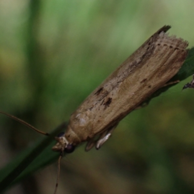 Pyralidae (family) at Wallum - 3 Oct 2023 by coddiwompler