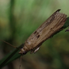 Unidentified Pyralid or Snout Moth (Pyralidae & Crambidae) at Brunswick Heads, NSW - 3 Oct 2023 by coddiwompler