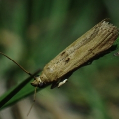 Faveria laiasalis at Brunswick Heads, NSW - 3 Oct 2023 07:04 PM