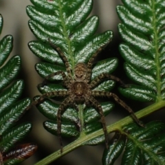Heteropoda sp. (genus) (Huntsman spider) at Wallum - 3 Oct 2023 by coddiwompler