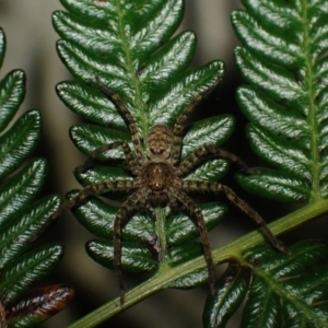 Heteropoda sp. (genus) at Wallum - 3 Oct 2023 07:05 PM