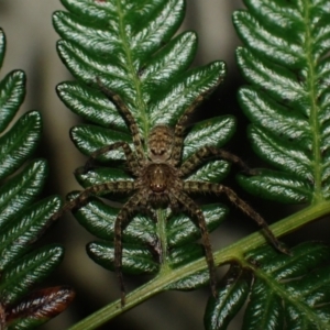 Heteropoda sp. (genus) at Wallum - 3 Oct 2023