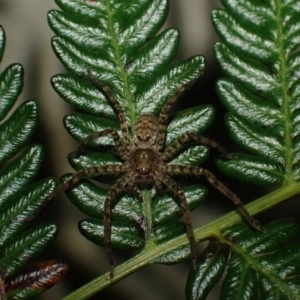Heteropoda sp. (genus) at Wallum - 3 Oct 2023 07:05 PM