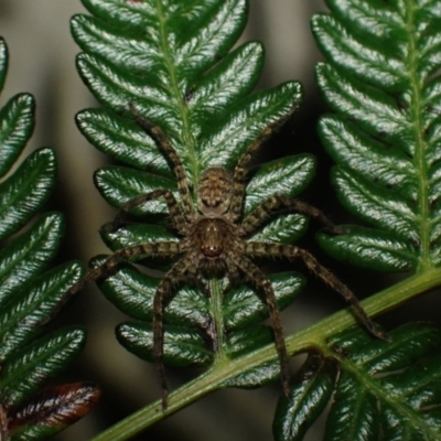 Heteropoda sp. (genus) (Huntsman spider) at Brunswick Heads, NSW - 3 Oct 2023 by coddiwompler