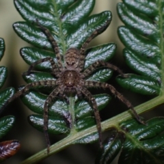 Heteropoda sp. (genus) at Wallum - 3 Oct 2023