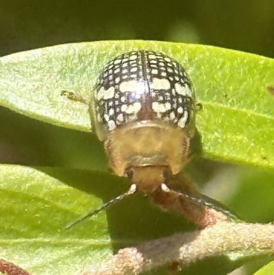 Paropsis pictipennis (Tea-tree button beetle) at Birrigai - 16 Oct 2023 by jac