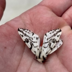 Ardices glatignyi (Black and White Tiger Moth (formerly Spilosoma)) at Birrigai - 15 Oct 2023 by jac