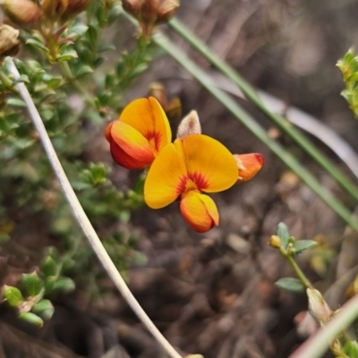 Mirbelia oxylobioides (Mountain Mirbelia) at Captains Flat, NSW - 17 Oct 2023 by Csteele4