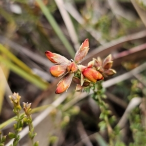 Mirbelia oxylobioides at Captains Flat, NSW - 17 Oct 2023